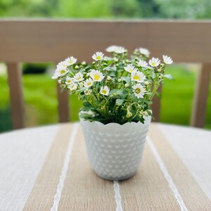 May include: A small potted plant with white daisy-like flowers featuring yellow centers and green leaves. The plant is housed in a white, textured, scalloped-rim pot with a repeating embossed pattern on the exterior surface of the container.