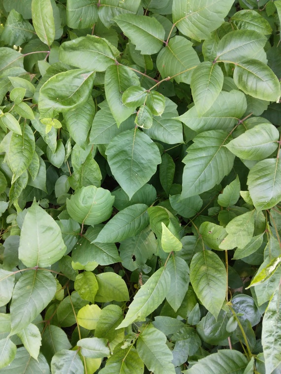 16 Inch Long Fresh Harvested Poison Ivy Root - Etsy