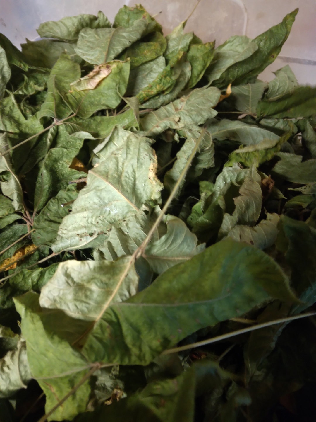 1 Ounce Dry Poison Ivy Leaves With Small Stems Etsy