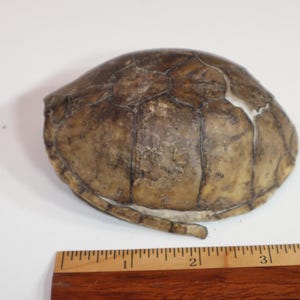 May include: A brown and tan turtle shell with a segmented, weathered surface and dark, thin lines between the scutes. The shell is positioned above a wooden ruler, showing a length of approximately 4 inches from end to end.