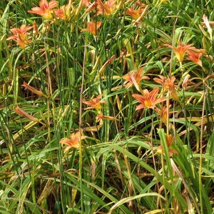 Wild Grown Ditch lillys Day lilies  Roots with tubulars , Fresh dug for transplanting