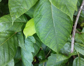 16 cm lange frisch geerntete Poison Ivy Wurzel