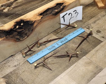 6 Hawthorn Thorns: Long Sharp Natural Thorns (4-5 inch)