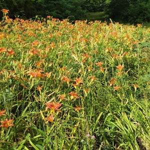 Puede incluir: Un campo de lirios anaranjados en plena floración, con follaje y tallos verdes. Las flores, en diversas etapas de floración, crean una exhibición vibrante. El fondo presenta un denso bosque verde, sugiriendo un entorno natural.
