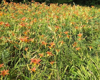 Lirios silvestres de zanja, lirios de día, raíces con tubérculos, recién extraídos para trasplante.