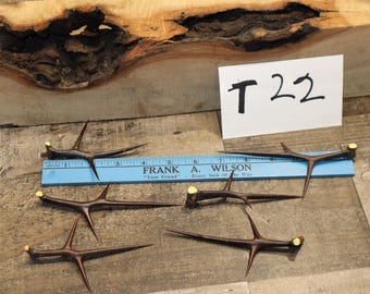 6 Hawthorn Thorns: Long Sharp Blackthorn Thorns (4-5 inch)