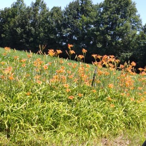 50 Wild Grown Ditch lilies Day lilies  Roots with tubulars , Fresh dug for transplanting