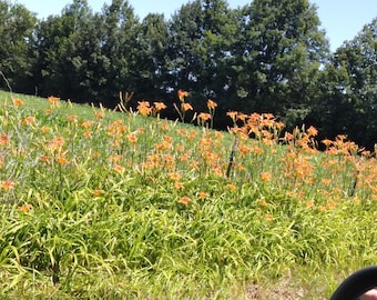50 lirios silvestres de zanja, lirios de día, raíces con tubérculos, recién extraídos para trasplante.