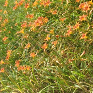 200 Wild Grown Ditch lilies Day lilies  Roots with tubulars , Fresh dug for transplanting
