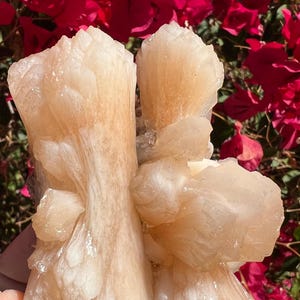 May include: A cluster of orange selenite crystals with a delicate, layered structure. The crystals are translucent and have a soft, warm glow.