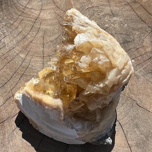 RARE Fossilized Clam with Golden Calcite Statement Specimen from Ruck's Pit Quarry, Florida, USA