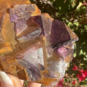 May include: A cluster of purple and gold fluorite crystals with a variety of shapes and sizes. The crystals are translucent and have a glassy luster.