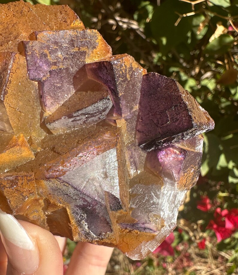 May include: A cluster of purple and gold fluorite crystals with a variety of shapes and sizes. The crystals are translucent and have a glassy luster.