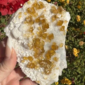 May include: A hand holds a white and yellow mineral specimen. The white base has a textured, crystalline appearance, with clusters of golden-yellow, cubic crystals scattered across the surface. The background features red and yellow flowers.