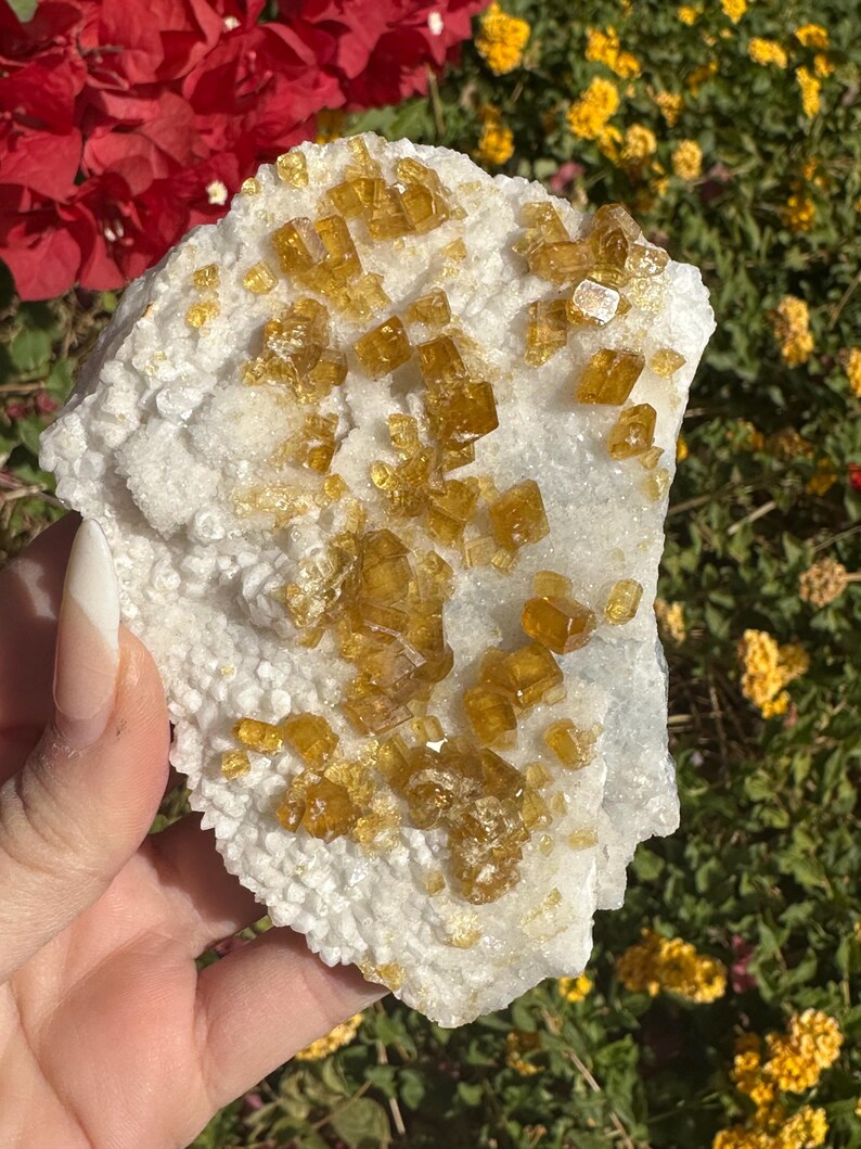 May include: A hand holds a white and yellow mineral specimen. The white base has a textured, crystalline appearance, with clusters of golden-yellow, cubic crystals scattered across the surface. The background features red and yellow flowers.