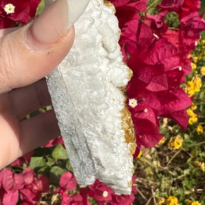 May include: A white and yellow crystal cluster with a textured surface. The crystal is held in front of a background of red flowers and green foliage. The crystal has a rough, natural appearance.