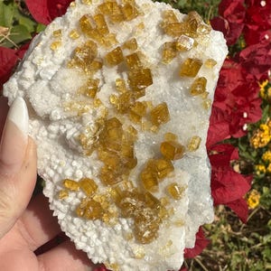 May include: A natural mineral specimen featuring a white matrix with clusters of golden-yellow crystals. The crystals have a cubic shape and a translucent appearance. The background includes red and yellow flowers.