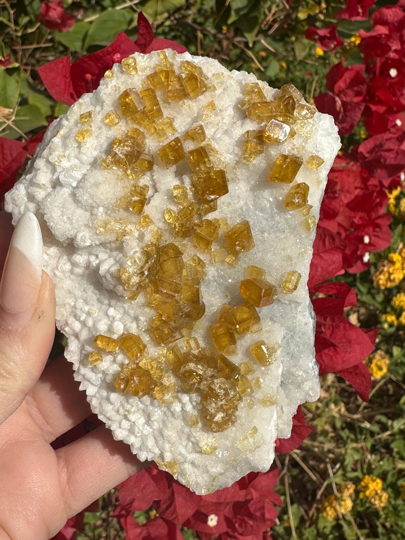 May include: A natural mineral specimen featuring a white matrix with clusters of golden-yellow crystals. The crystals have a cubic shape and a translucent appearance. The background includes red and yellow flowers.