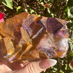 May include: A large, natural, purple and yellow fluorite crystal cluster. The crystal has a variety of shapes and sizes, with some crystals being more opaque than others. The crystal is a beautiful example of the natural beauty of fluorite.