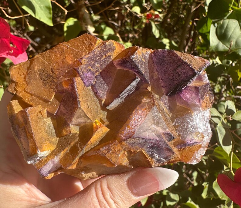 May include: A large, natural, purple and yellow fluorite crystal cluster. The crystal has a variety of shapes and sizes, with some crystals being more opaque than others. The crystal is a beautiful example of the natural beauty of fluorite.