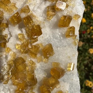 May include: Close-up of a mineral specimen featuring clusters of golden-yellow, cubic crystals. The crystals are set against a backdrop of white, crystalline matrix. The natural formation showcases the beauty of geological structures.