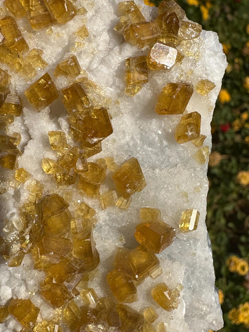 May include: Close-up of a mineral specimen featuring clusters of golden-yellow, cubic crystals. The crystals are set against a backdrop of white, crystalline matrix. The natural formation showcases the beauty of geological structures.
