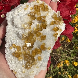 May include: A natural mineral specimen featuring a cluster of golden-yellow crystals on a white matrix. The crystals have a cubic shape and are scattered across the surface. The background includes red and yellow flowers.