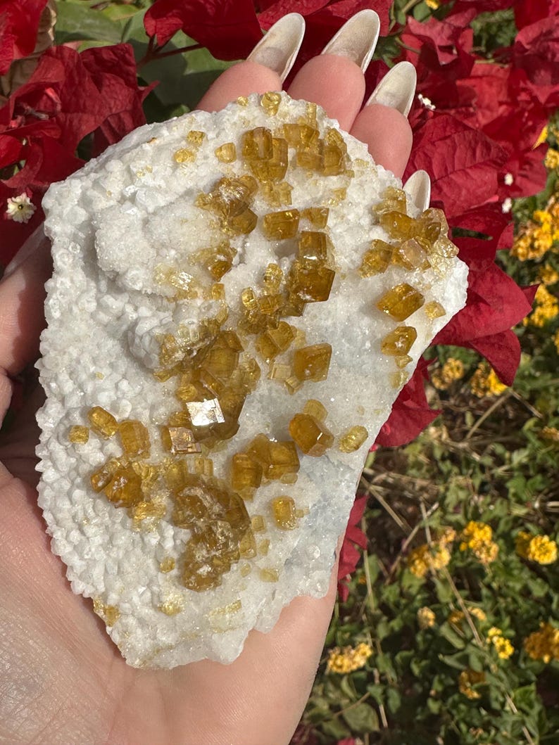 May include: A natural mineral specimen featuring a cluster of golden-yellow crystals on a white matrix. The crystals have a cubic shape and are scattered across the surface. The background includes red and yellow flowers.