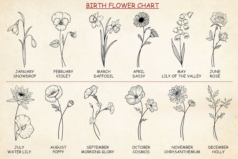 Op de afbeelding: Een zwart-wit diagram dat de geboortebloem voor elke maand van het jaar laat zien. Het diagram bevat de naam van de bloem en de maand waaraan deze is gekoppeld.