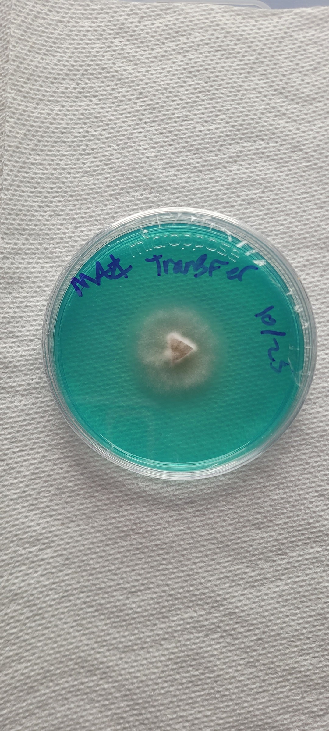 COLONIZING AGAR PLATES Live Mycelium on Agar Etsy