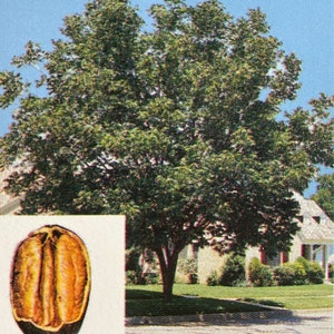 May include: A large tree with green leaves and a brown trunk. The tree is in a yard with a house in the background. A close-up of a pecan nut is shown in the lower left corner of the image.