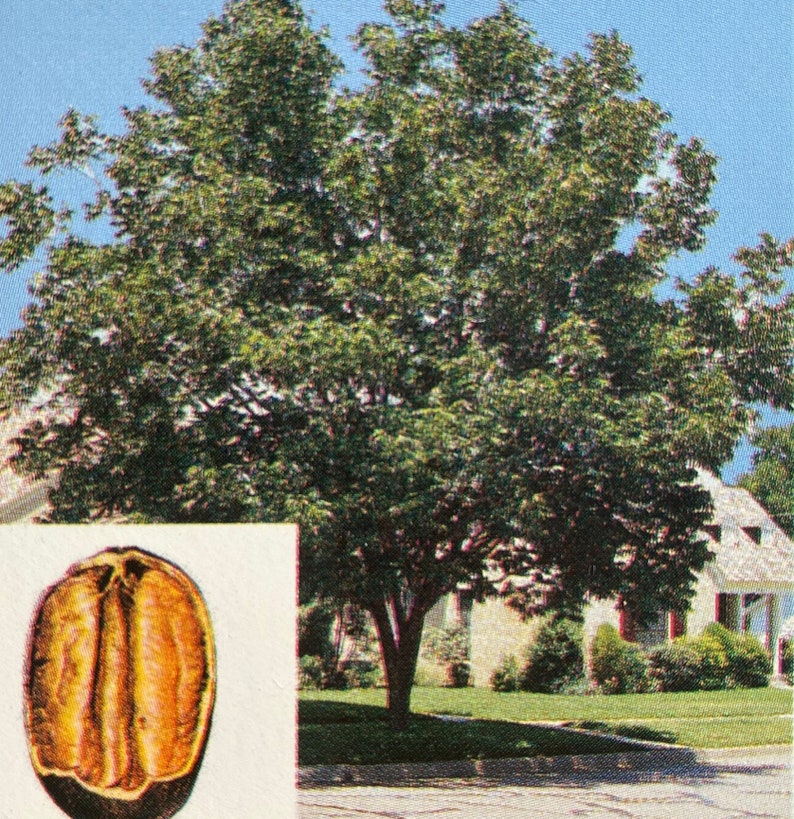 Desirable Papershell Pecan Tree Live 46 Foot Tall Shade Trees Plant