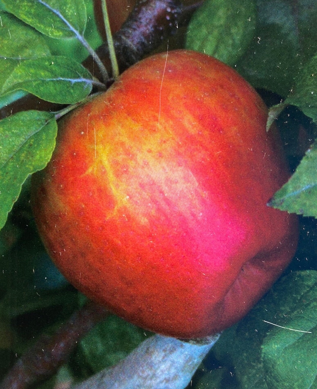 Honeycrisp Apple Tree Live 46 Foot Tall Fruit Trees Healthy Plants