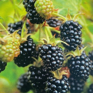 May include: Close-up of a cluster of ripe blackberries, some still attached to the green stem. The berries are dark purple and glossy, with a few green leaves visible in the background.