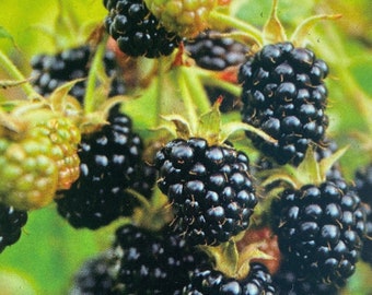 May include: Close-up of a cluster of ripe blackberries, some still attached to the green stem. The berries are dark purple and glossy, with a few green leaves visible in the background.