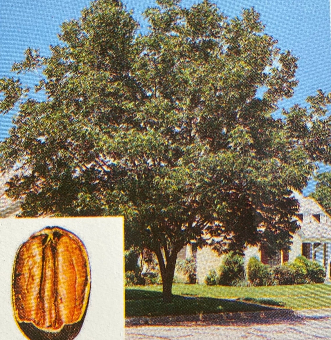 Pawnee Pecan Tree Live 46 Foot Tall Shade Trees Plant Healthy Plants Home Landscape Gardening