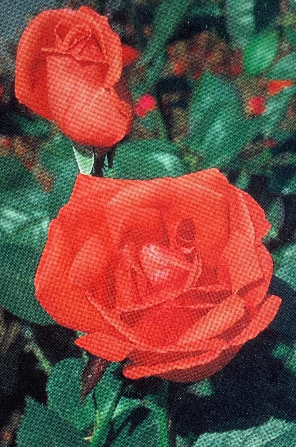 Tropicana Hybrid Tea Rose Live Healthy Plant Fragrant Bush Flowering ...