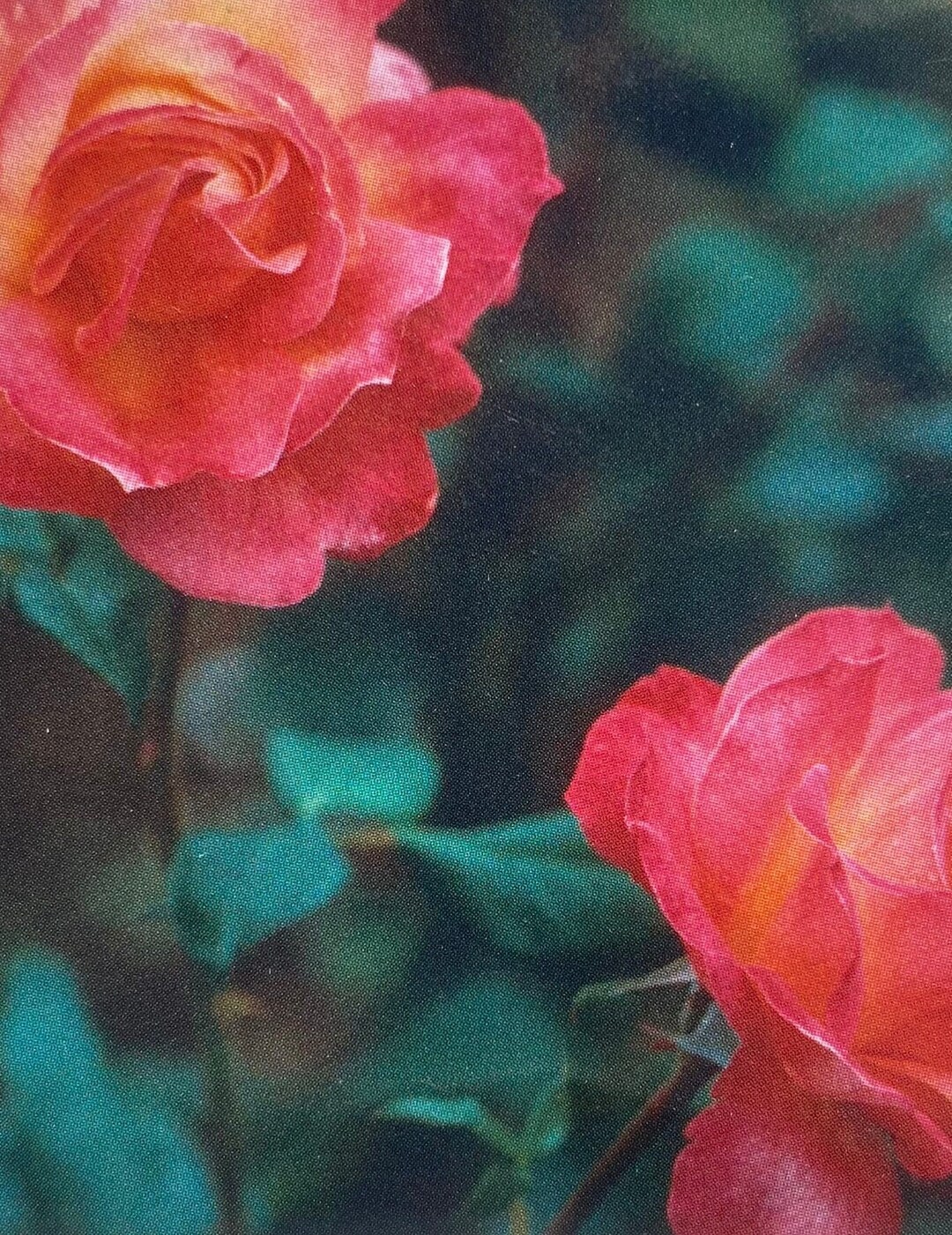 Broadway Hybrid Tea Rose Live Healthy Plant Fragrant Bush Flowering ...