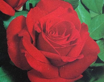 May include: Close-up of a vibrant red rose in full bloom. The petals are a deep, rich red with a velvety texture, and the flower is surrounded by green leaves. The rose is a classic symbol of love and beauty.