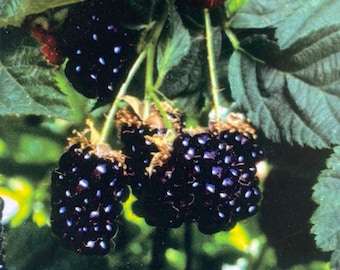 May include: Close-up of a cluster of ripe blackberries hanging from a vine. The berries are dark purple and have a glossy sheen. The leaves of the vine are green and lush.