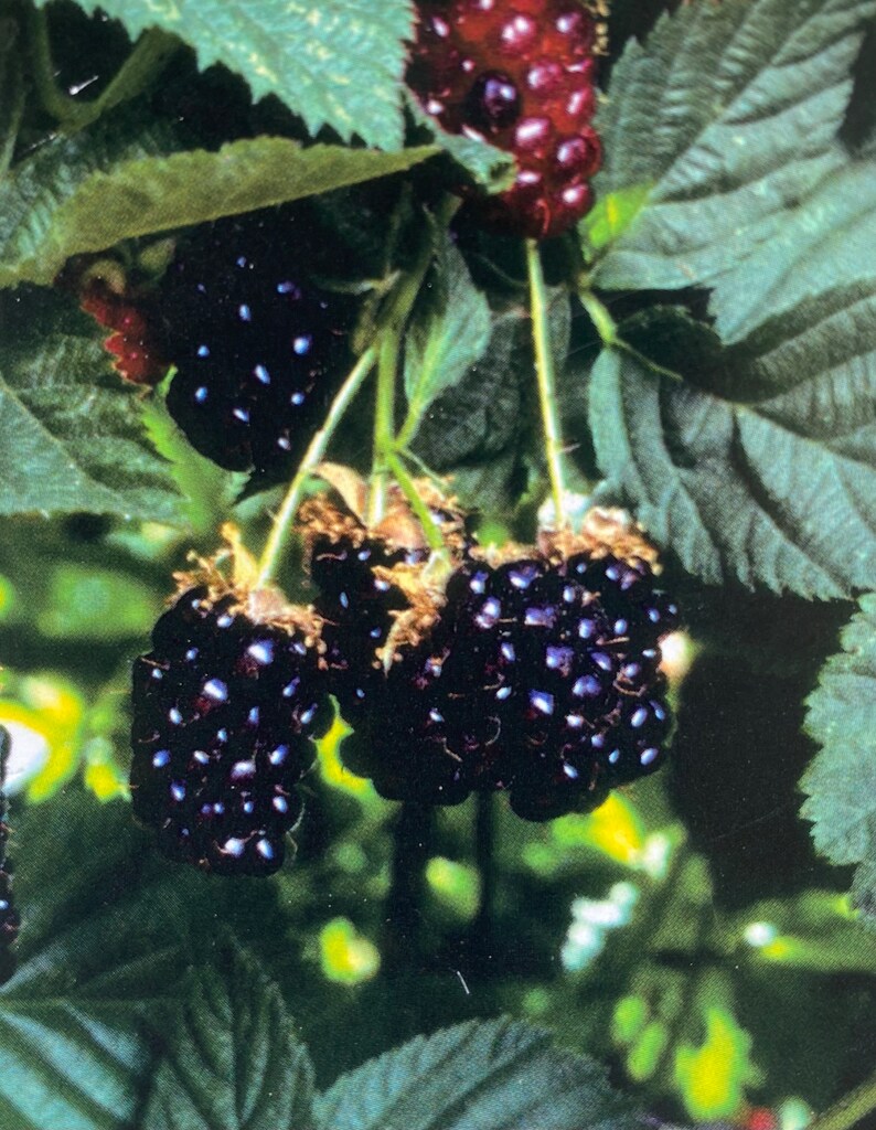May include: Close-up of a cluster of ripe blackberries hanging from a vine. The berries are dark purple and have a glossy sheen. The leaves of the vine are green and lush.