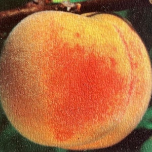 May include: A close-up of a ripe peach with a fuzzy skin and a bright orange-red blush. The peach is slightly out of focus, but the texture of the skin is visible.