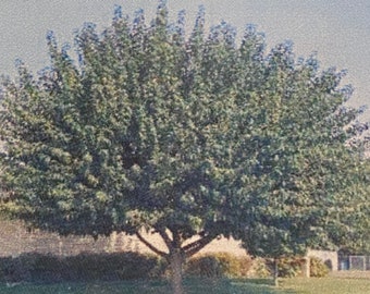 May include: A large, green tree with many branches and leaves. The tree is in a grassy area with a brown wall in the background.