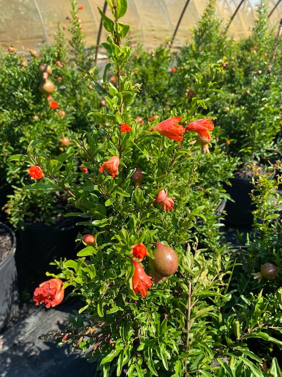 Dwarf Pomegranate Tree Live 2-4 Foot Tall Trees Healthy Plants Shrub  Orchards Plant