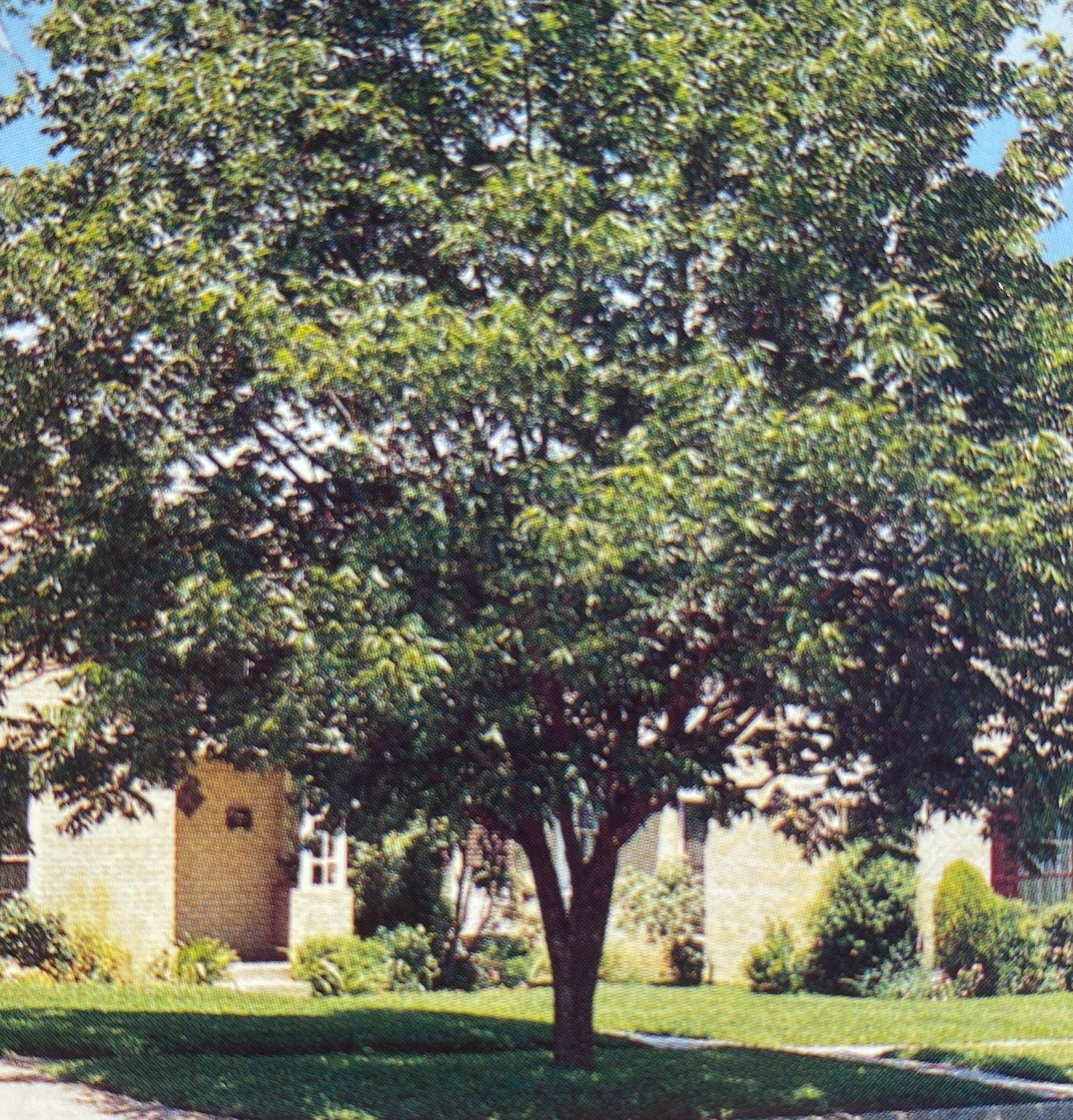 Western Schley Pecan Tree Live 46 Foot Tall Shade Trees Plant Healthy