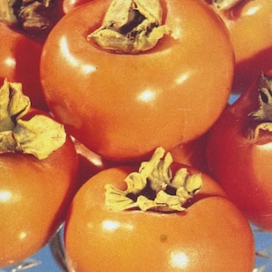 May include: Close-up of a group of orange persimmons. The persimmons have a shiny, smooth skin and a slightly pointed shape. The persimmons are arranged in a cluster, with some overlapping.