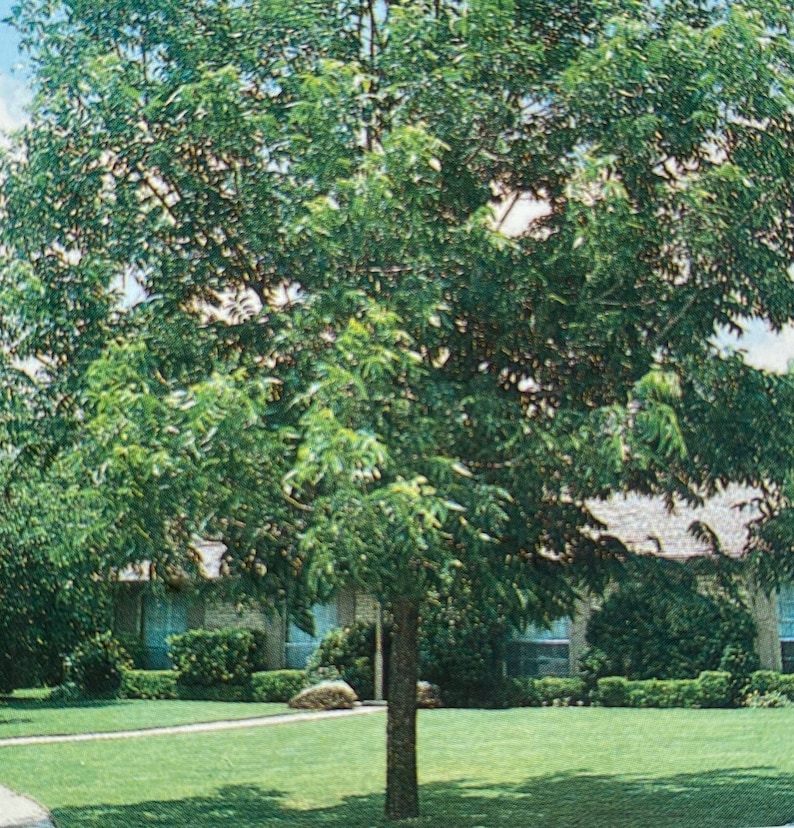 Hardy Pecan Tree Live 46 Foot Tall Shade Trees Plant Healthy Plants