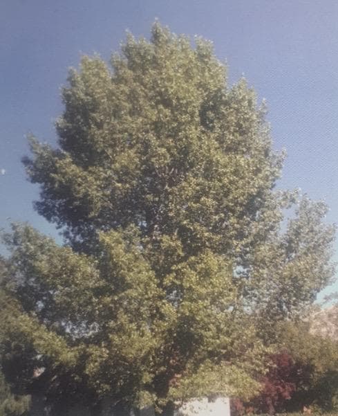 Cottonless Cottonwood Tree Live 4-6 Foot Tall Trees Ornamental ...