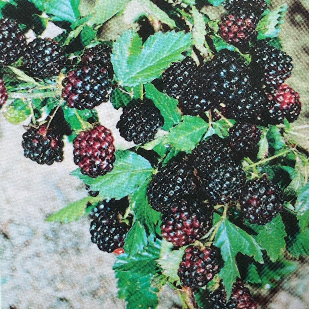 Brazos Blackberry Live Bush Thorny Plant Healthy Garden Plants Proven