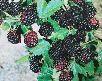 May include: Close-up of a blackberry bush with clusters of ripe, dark purple berries. The berries are in various stages of ripeness, with some showing a reddish hue. Green leaves provide a contrasting backdrop.